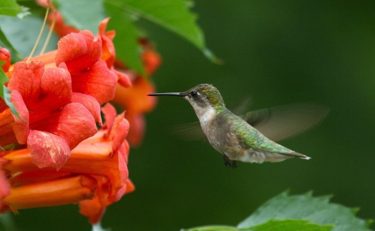 hummingbirds